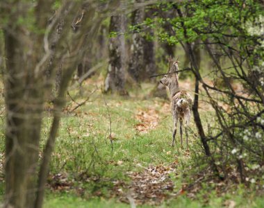 Young roe deer in grass at spring time