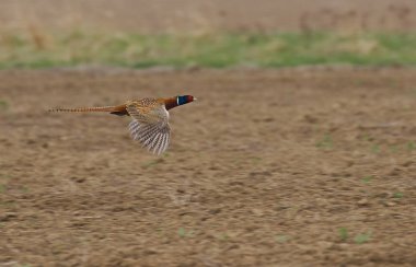 Erkek sülün, Phasianus colchicus, ilkbaharda çimenlerde