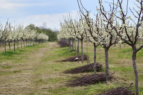 Compressed landscape of a plum orchard in the spring