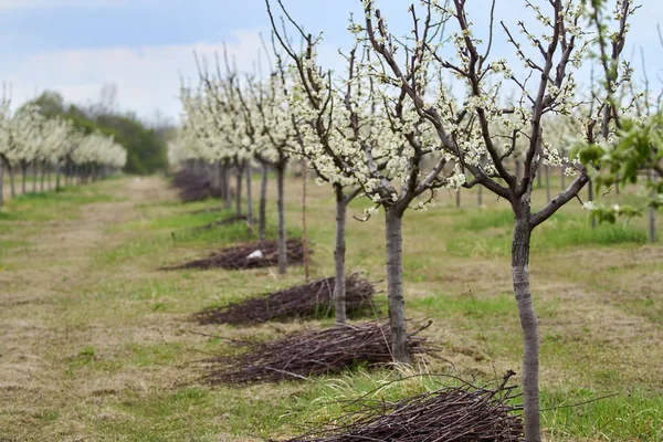 Paisagem Comprimida Pomar Ameixa Primavera — Fotografia de Stock