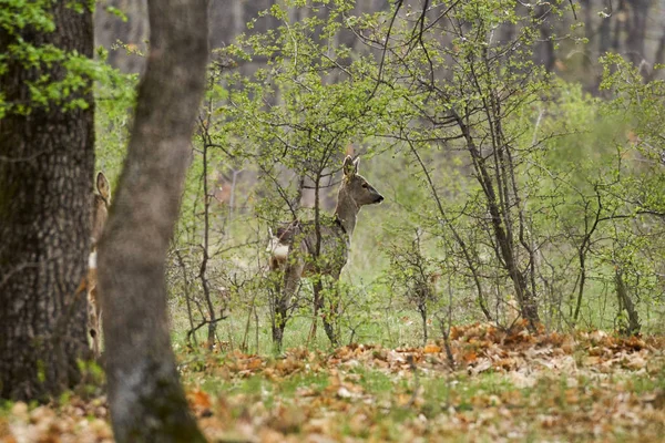 Giovane Capriolo Erba Primavera — Foto Stock