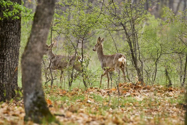 Roe buck and deer family in the forest