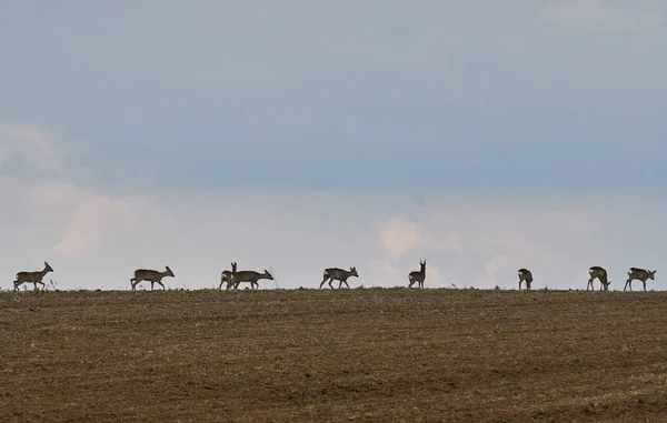 Famiglia Roebuck e cervi — Foto Stock