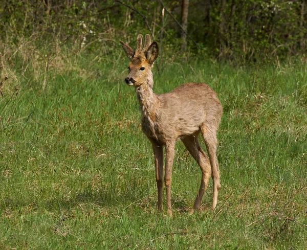 Young Roe Deer Grass Spring Time — Stok fotoğraf