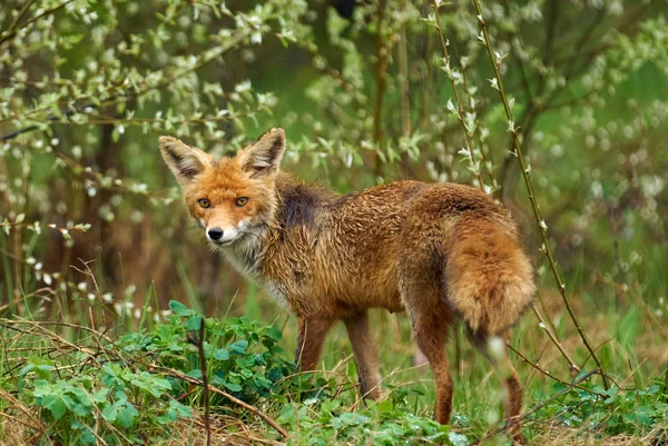 Renard adulte dans l'herbe — Photo