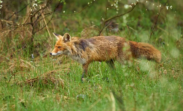 Взрослая лиса в траве — стоковое фото