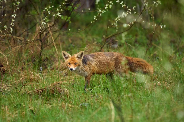 Raposa adulta na grama — Fotografia de Stock