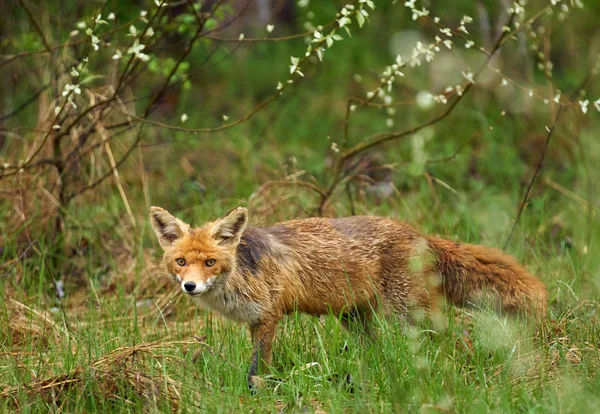 Volwassen fox in het gras — Stockfoto