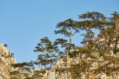 Siyah çam ağaçlarıile kaplı dağlar ile Manzara. Gündüz Pinus nigra ağaçları