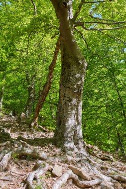 Dağda çeşitli yaprak döken orman geçiyor Yürüyüş parkuru