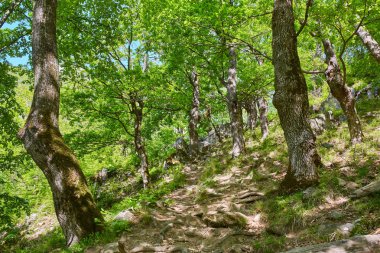 Dağda çeşitli yaprak döken orman geçiyor Yürüyüş parkuru