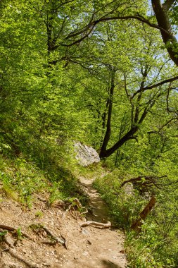 Dağda çeşitli yaprak döken orman geçiyor Yürüyüş parkuru