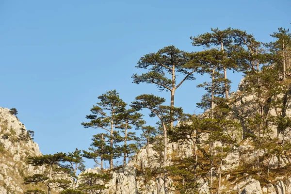 Landscape Mountains Covered Black Pine Trees Pinus Nigra Trees Daytime — Stock Photo, Image