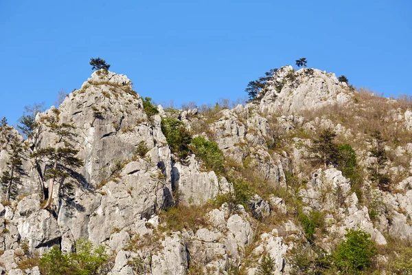 Paesaggio Con Montagne Coperte Pini Neri Pinus Nigra Alberi Giorno — Foto Stock