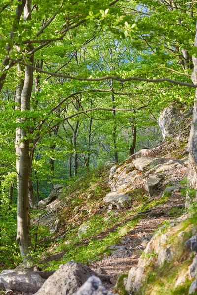 Túrösvény Megy Keresztül Különböző Lombhullató Erdőben Hegyen — Stock Fotó