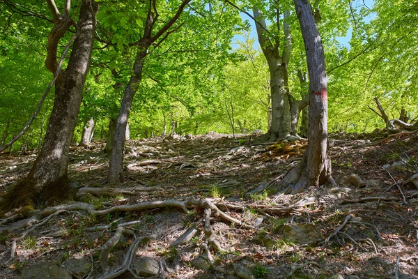 山の様々な落葉樹林を通るハイキングコース — ストック写真