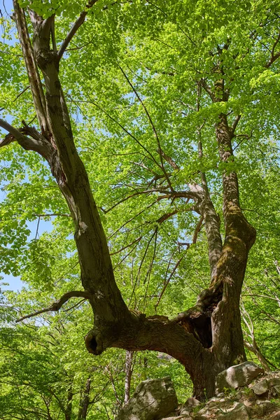 山の様々な落葉樹林を通るハイキングコース — ストック写真