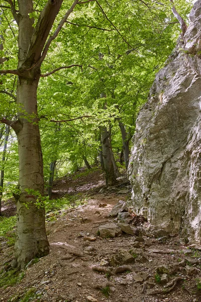 Trilha Caminhadas Passando Por Várias Florestas Caducas Montanha — Fotografia de Stock