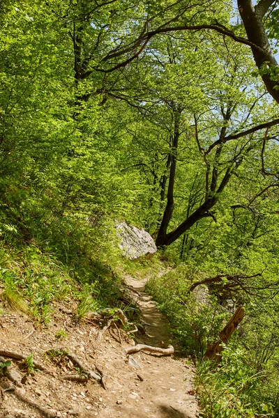 Sendero Senderismo Que Atraviesa Varios Bosques Hoja Caduca Montaña — Foto de Stock