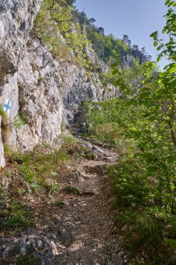 Dağda çeşitli yaprak döken orman geçiyor Yürüyüş parkuru