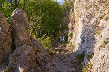 Dağda çeşitli yaprak döken orman geçiyor Yürüyüş parkuru