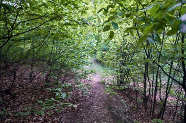 Dağda çeşitli yaprak döken orman geçiyor Yürüyüş parkuru