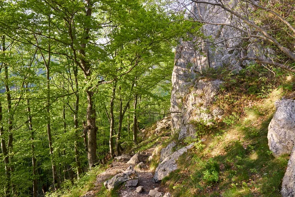 Sentier Pédestre Traversant Diverses Forêts Feuillus Sur Montagne — Photo