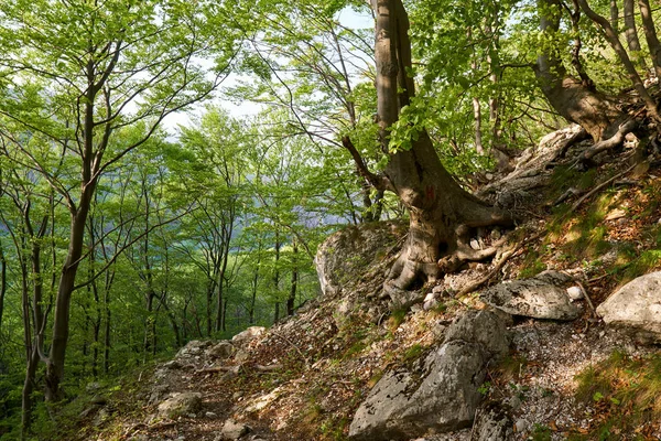 Wanderweg Durch Verschiedene Laubwälder Berg — Stockfoto