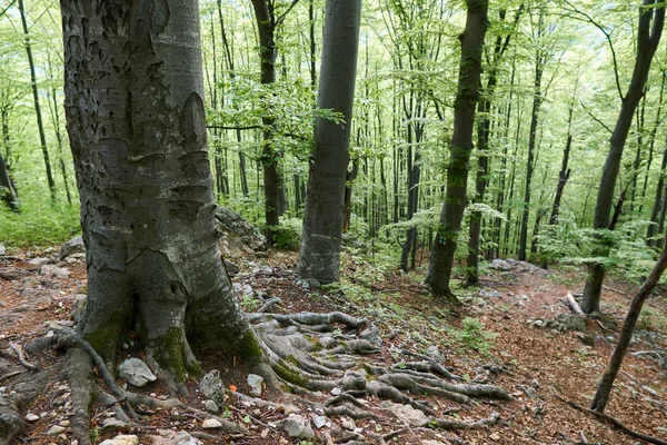 Hiking Trail Going Various Deciduous Forest Mountain — Stock Photo, Image