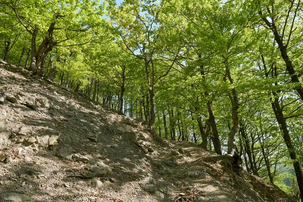 Trilha Caminhadas Passando Por Várias Florestas Caducas Montanha — Fotografia de Stock