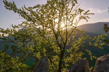 Gün batımında dağdaki ağaçlar
