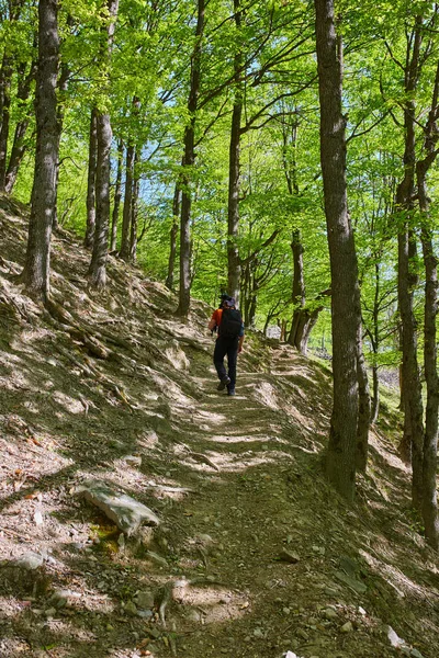 Mulher Ativa Uma Trilha Caminhadas Floresta — Fotografia de Stock