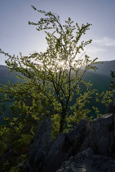 Bomen Berg Bij Zonsondergang — Stockfoto