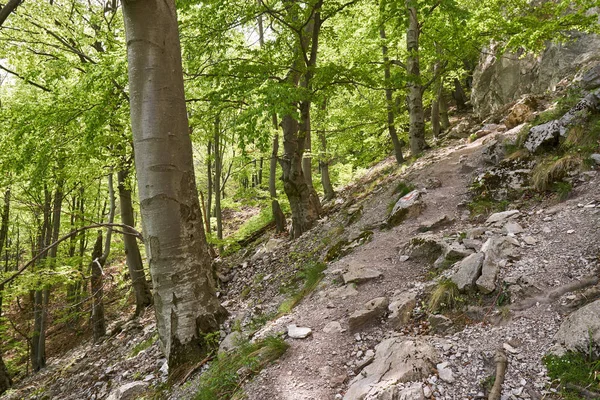 Mountain Landscape Rocky Trail Springtime — Stock Photo, Image
