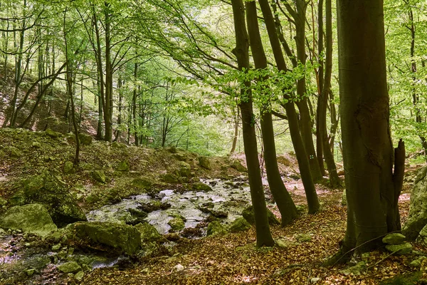 Paysage Avec Rivière Qui Coule Dans Forêt Sur Les Montagnes — Photo