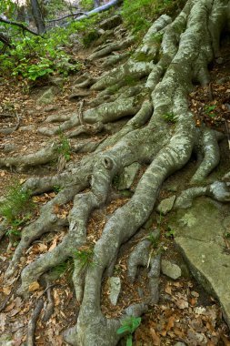 Ağaçlarla geniş açı manzarası ve büyük çıkıntılı kökleri var.