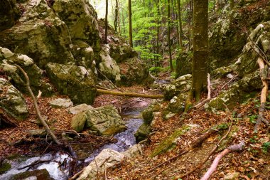 Ormanda Nehir ile peyzaj