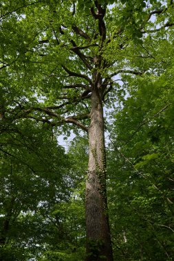 Altından görülen büyük meşe ağacı