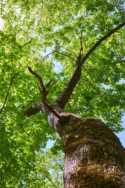 山の森林で中空の巨大な古い菩提樹 — ストック写真