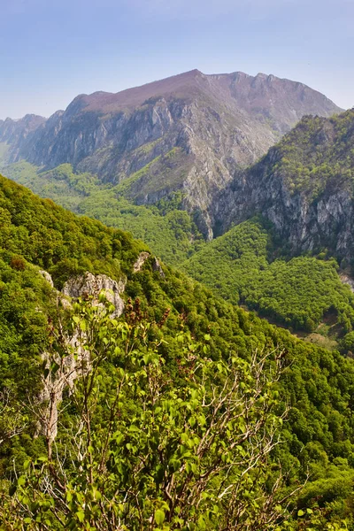 Belle Vue Sur Les Hautes Montagnes Boisées — Photo