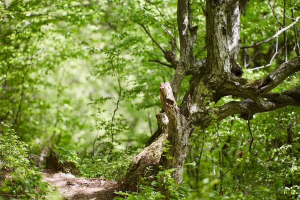 山の森林で中空の巨大な古い菩提樹 — ストック写真