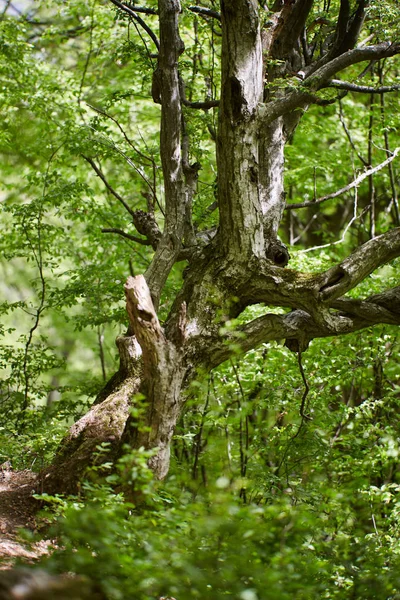 Grand Vieil Tilleul Avec Creux Dans Forêt Montagne — Photo