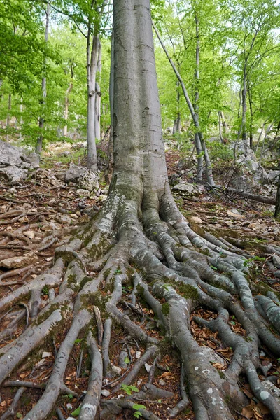 Vidvinkellandskap Med Träd Med Enorma Utskjutande Rötter — Stockfoto