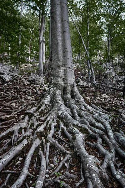 Breed Hoeklandschap Met Bomen Met Enorme Uitstekende Wortels — Stockfoto