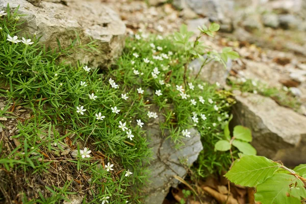 Small Wild Mountain Flowers Rocks — Stock Photo, Image
