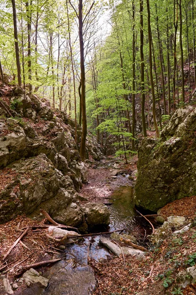 Landscape River Forest — Stock Photo, Image