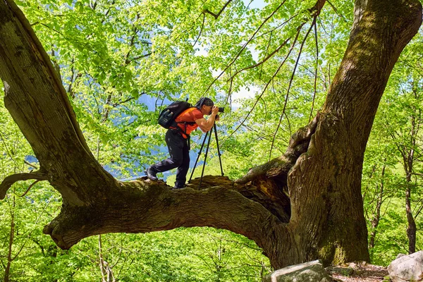 Senderismo Hombre Con Cámara Mochila Bosque Imagen de stock