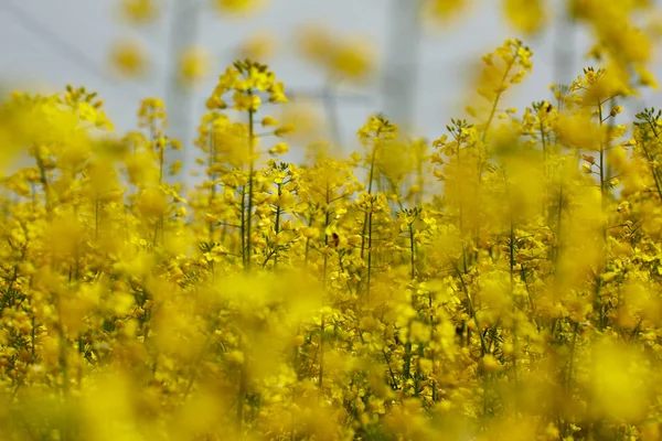 Spätfrühlingsschuss Eines Blühenden Rapsfeldes — Stockfoto