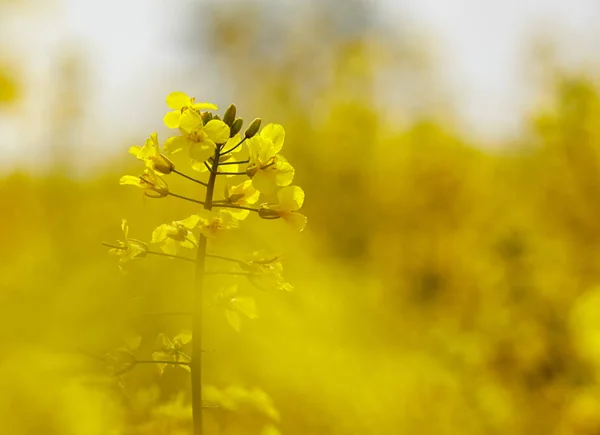 Late Spring Shot Canola Field Bloom — Stock Photo, Image