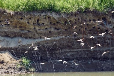 Kum martins, Riparia riparia, gündüz çamur bankasında koloni 
